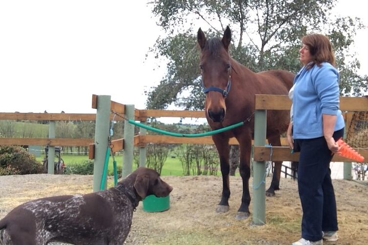 Horse Trainiing Classical Conditioning