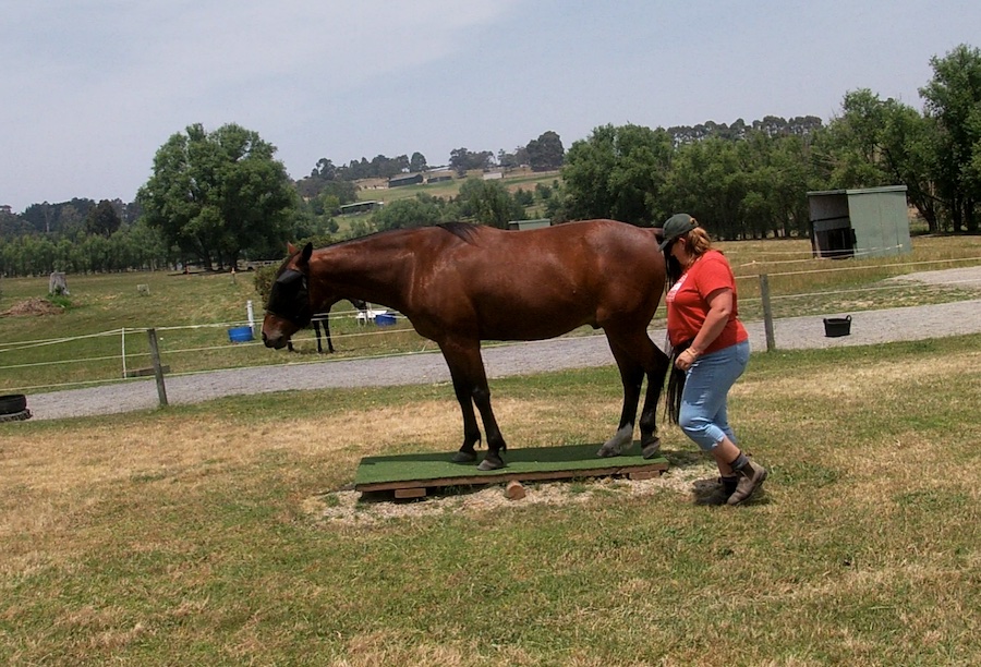 horse standing calm and attentive