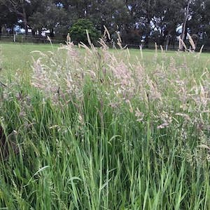 paddock paradise grass