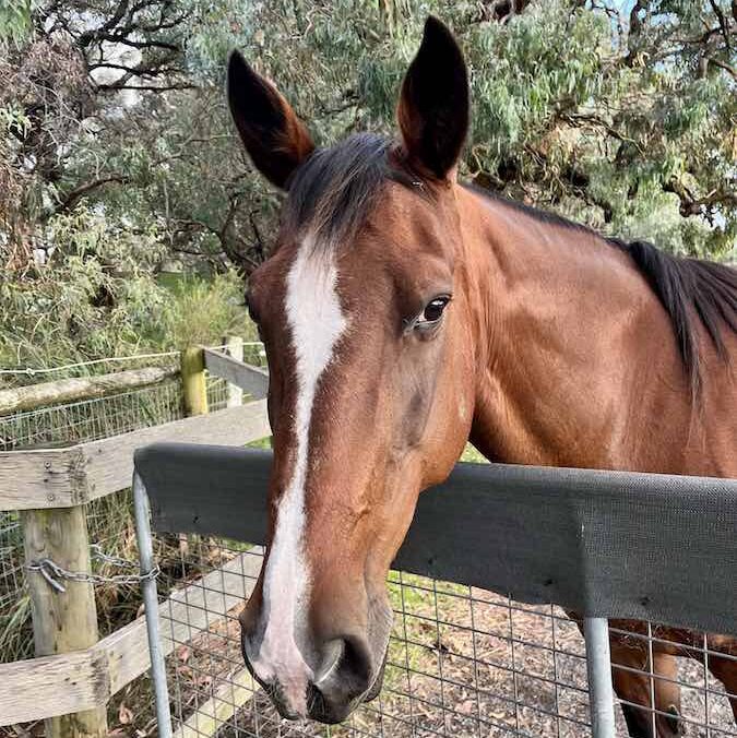 horse training course